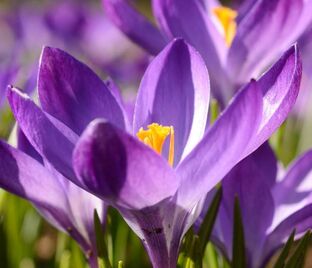 Крокус Руби Джайант (Crocus Ruby Giant) — фото 1