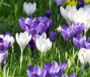 Крокус Сине-белый (Crocus Blue-White)