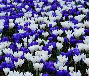 Крокус Сине-белый микс (Crocus Blue-White Mix)