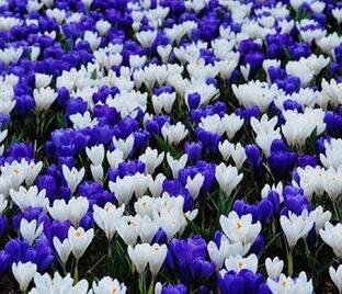 Крокус Сине-белый микс (Crocus Blue-White Mix) — фото 1