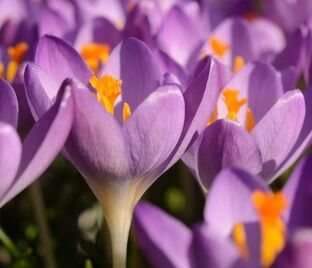 Крокус томазини Барс Парпл (Crocus tommasinianus Barr's Purple)