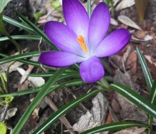 Крокус томазини Вайтвелл Пёрпл (Crocus tommasinianus Whitewell Purple) — фото 1