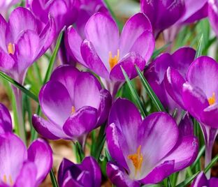 Крокус томазини Руби Джайант (Crocus tommasinianus Ruby Giant) — фото 1