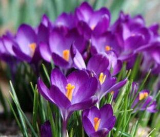 Крокус Флауэр Рекорд (Crocus Flower Record) — фото 1