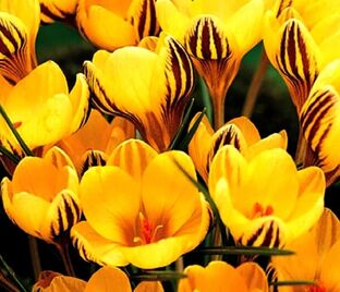 Крокус Фускотинктус (Crocus Fuscotinctus)