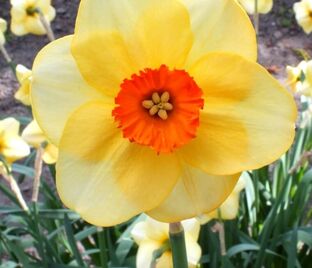 Нарцисс Альтруист (Narcissus Altruist) — фото 1