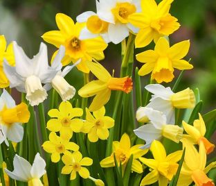 Нарцисс ботанический Микс (Narcissus Botanical Mix) — фото 1