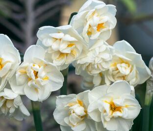 Нарцисс Брайдал Краун (Narcissus Bridal Crown) — фото 1