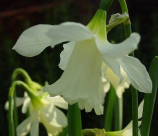 Нарцисс В. П. Милнер (Narcissus W.P. Milner) — фото 1