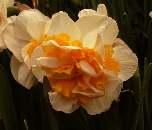 Нарцисс Вествард (Narcissus Westward)