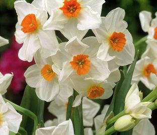 Нарцисс Гераниум (Narcissus Geranium) — фото 1