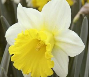 Нарцисс Гоблет (Narcissus Goblet)