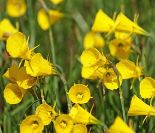 Нарцисс Голден Беллз (Narcissus Golden Bells) — фото 1