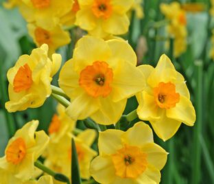 Нарцисс Голден Доун (Narcissus Golden Dawn)