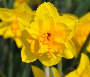 Нарцисс Голден Дукат (Narcissus Golden Ducat)