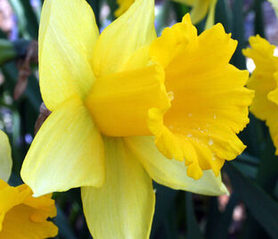 Нарцисс Голден Харвест (Narcissus Golden Harvest) — фото 1