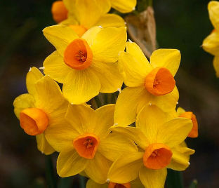 Нарцисс Гранд Солейль д'Ор (Narcissus Grand Soleil d'Or) — фото 1