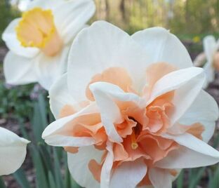 Нарцисс Дельнашо (Narcissus Delnashaugh)