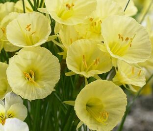 Нарцисс Джулия Джейн (Narcissus Julia Jane) — фото 1