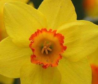 Нарцисс Йеллоу (Narcissus Yellow) — фото 1