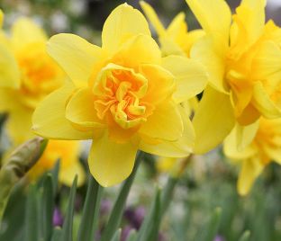 Нарцисс Йеллоу Чирфулнэс (Narcissus Yellow Cheerfulness) — фото 1