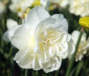 Нарцисс Калгари (Narcissus Calgary) — фото 1