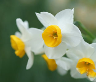Нарцисс канальцевый (Narcissus Canaliculatus) — фото 1