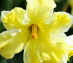 Нарцисс Кассата (Narcissus Cassata)