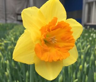 Нарцисс Корал Краун (Narcissus Coral Crown)