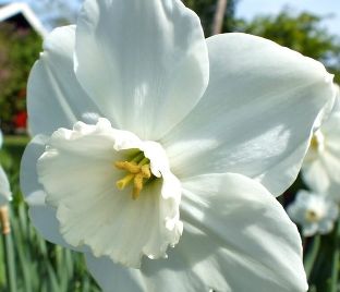 Нарцисс крупнокорончатый Белый (Narcissus Large Cup White) — фото 1