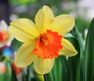 Нарцисс крупнокорончатый Желто-красный (Narcissus Large Cup Yellow-Red) — фото 1