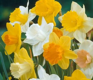 Нарцисс крупнокорончатый Микс (Narcissus Large Cupped Mix) — фото 1