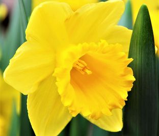 Нарцисс Куэйл (Narcissus Quail) — фото 1