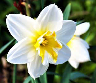 Нарцисс Лемон Бьюти (Narcissus Lemon Beauty) — фото 1