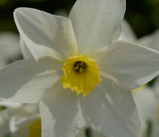Нарцисс Лике (Narcissus Lieke)