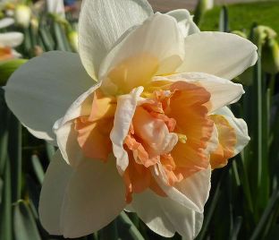 Нарцисс Май Стори (Narcissus My Story) — фото 1