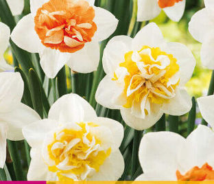 Нарцисс Макарон Блосс (Narcissus Macaron Bloss)