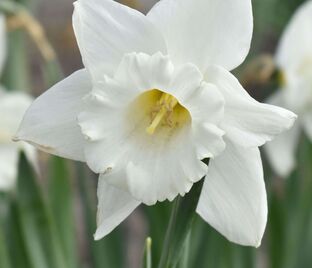 Нарцисс Маунт Худ (Narcissus Mount Hood) — фото 1