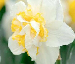 Нарцисс махровый Стар (Narcissus Double Star)