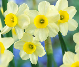 Нарцисс Минноу (Narcissus Minnow) — фото 1