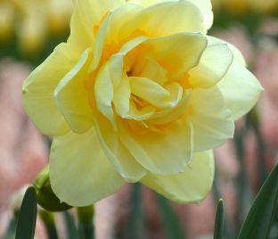 Нарцисс Мэнли (Narcissus Manly) — фото 1