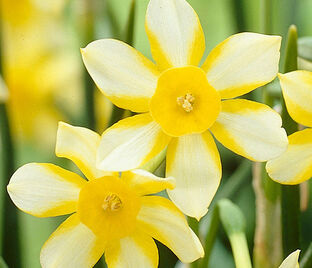 Нарцисс Нью Бэйби (Narcissus New Baby) — фото 1