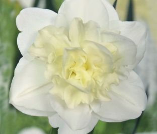Нарцисс Обдам (Narcissus Obdam) — фото 1