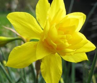 Нарцисс Одорус Пленус (Narcissus odorus plenus) — фото 1