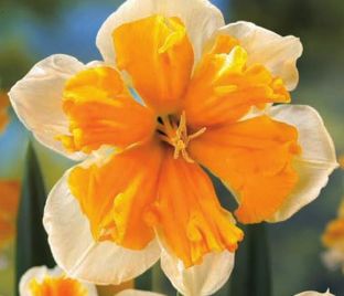 Нарцисс Оранжери (Narcissus Orangery)