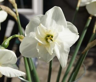 Нарцисс Папиллон Бланк (Narcissus Papillon Blanc) — фото 1