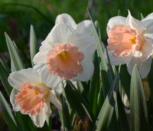 Нарцисс Пинк Парасол (Narcissus Pink Parasol)