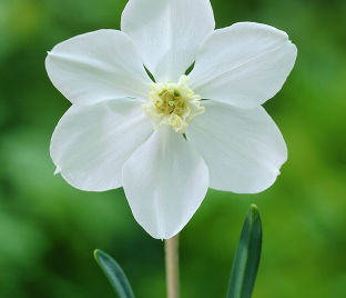 Нарцисс Полар Айс (Narcissus Polar Ice) — фото 1