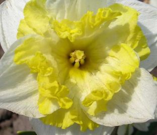 Нарцисс Принтал (Narcissus Printal)