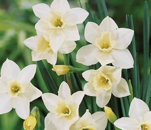 Нарцисс Пуэбло (Narcissus Pueblo)